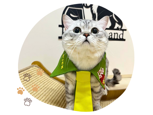 รับฝากหมาและแมว