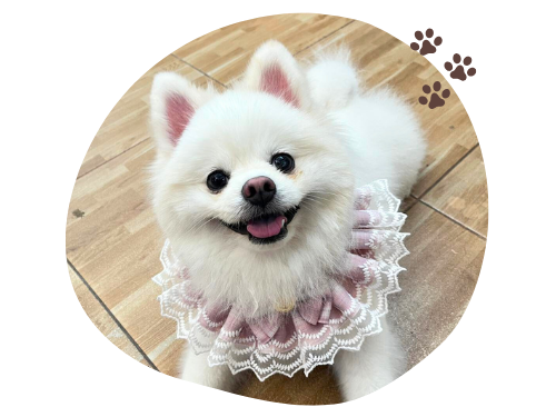 บริการรับฝากน้องหมา