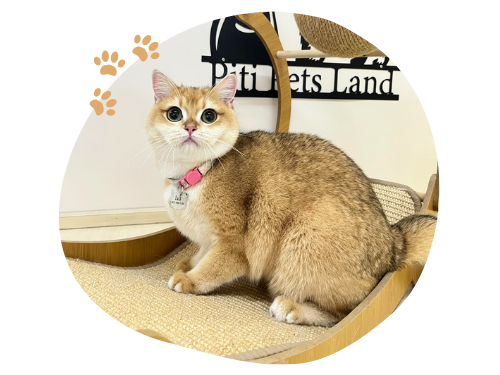 บริการรับฝากหมาแมว