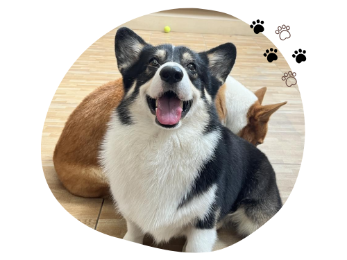 รับดูแลน้องหมาน้องแมว