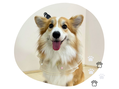 โรงแรมสัตว์เลี้ยง