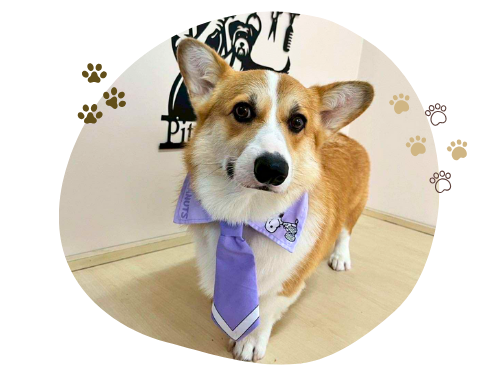 โรงแรมดูแลน้องหมา